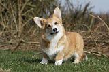 CORGI PEMBROKE 873